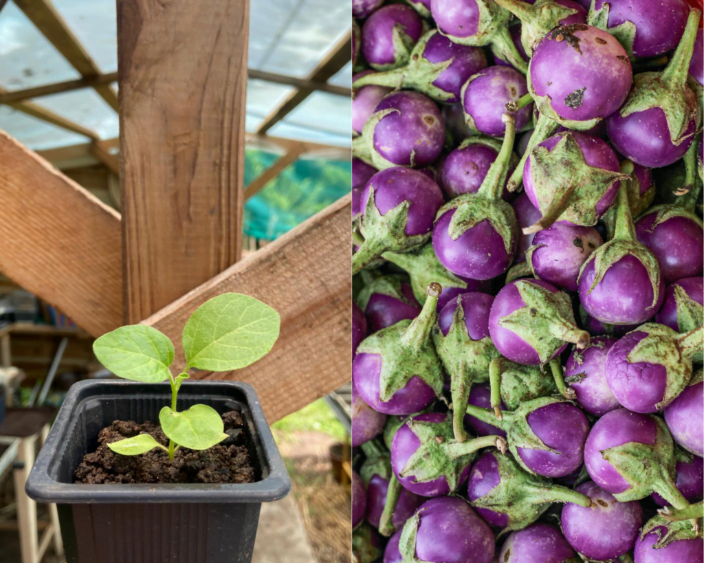 Plant D Aubergine Lao Lavender Les Jardins De Nini