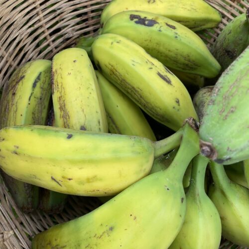 banane kakambou