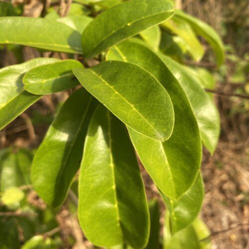 feuilles de corossol