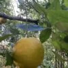 orange sure