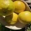 orange sure