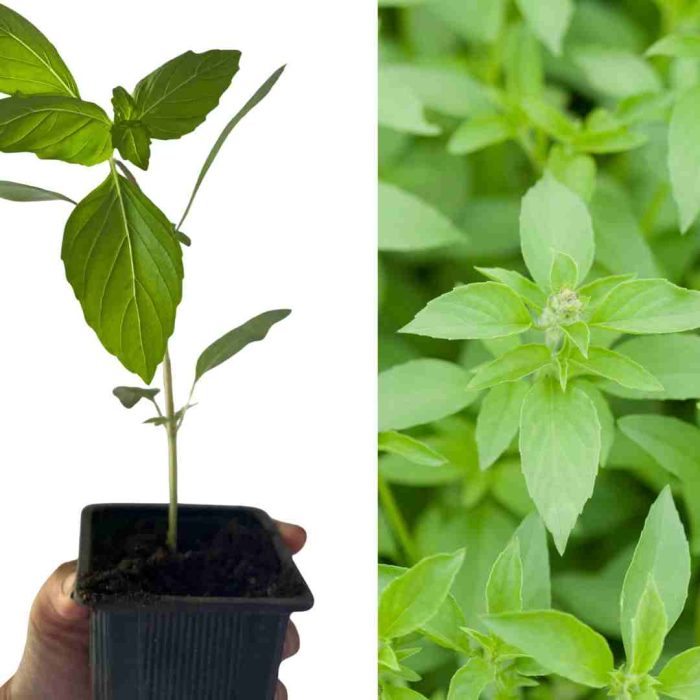 PLANT BASILIC CITRON