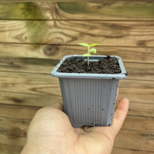 PLANT BASILIC CITRON