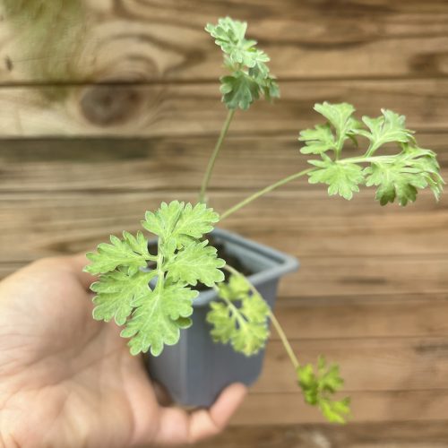 PLANT D'ABSINTHE