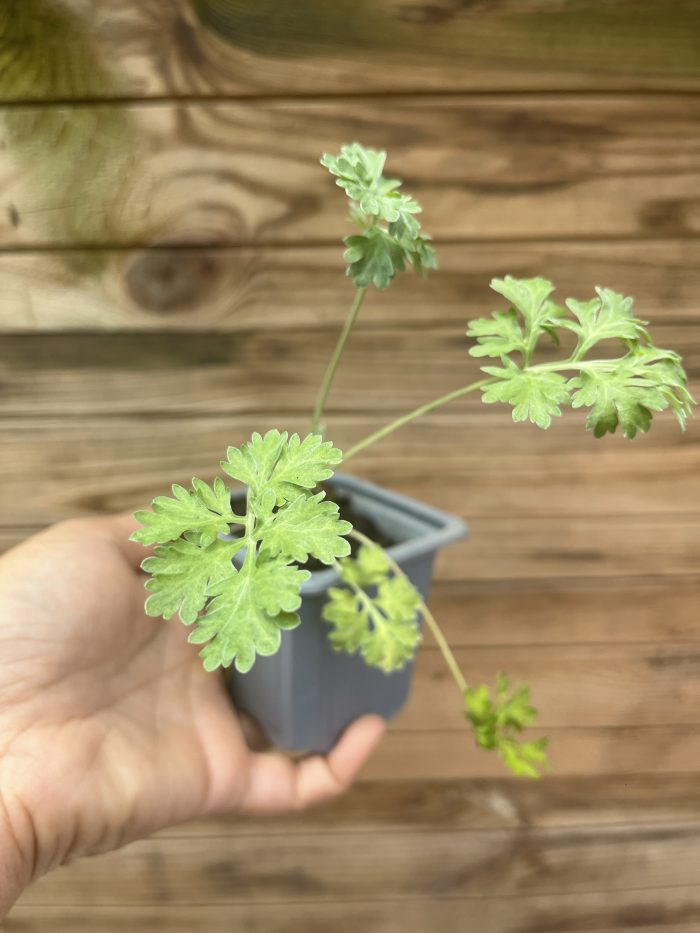 PLANT D'ABSINTHE
