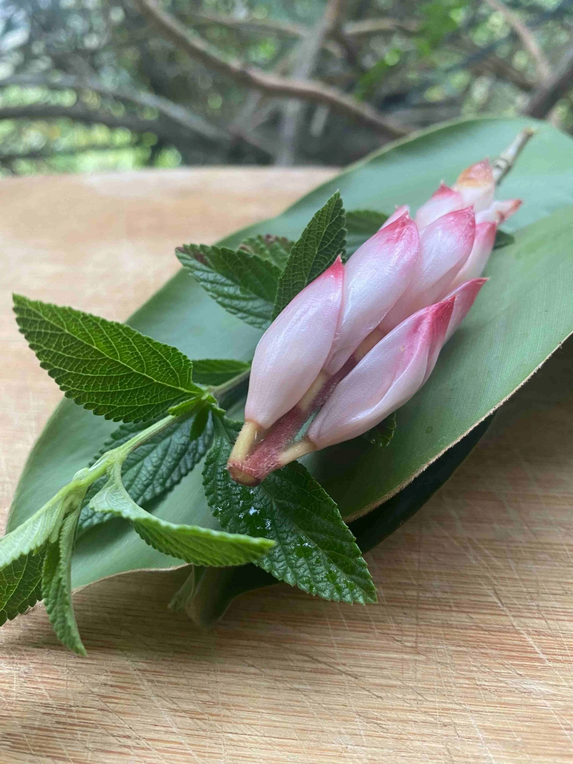 SHOT GUEULE DE BOIS / FATIGUE