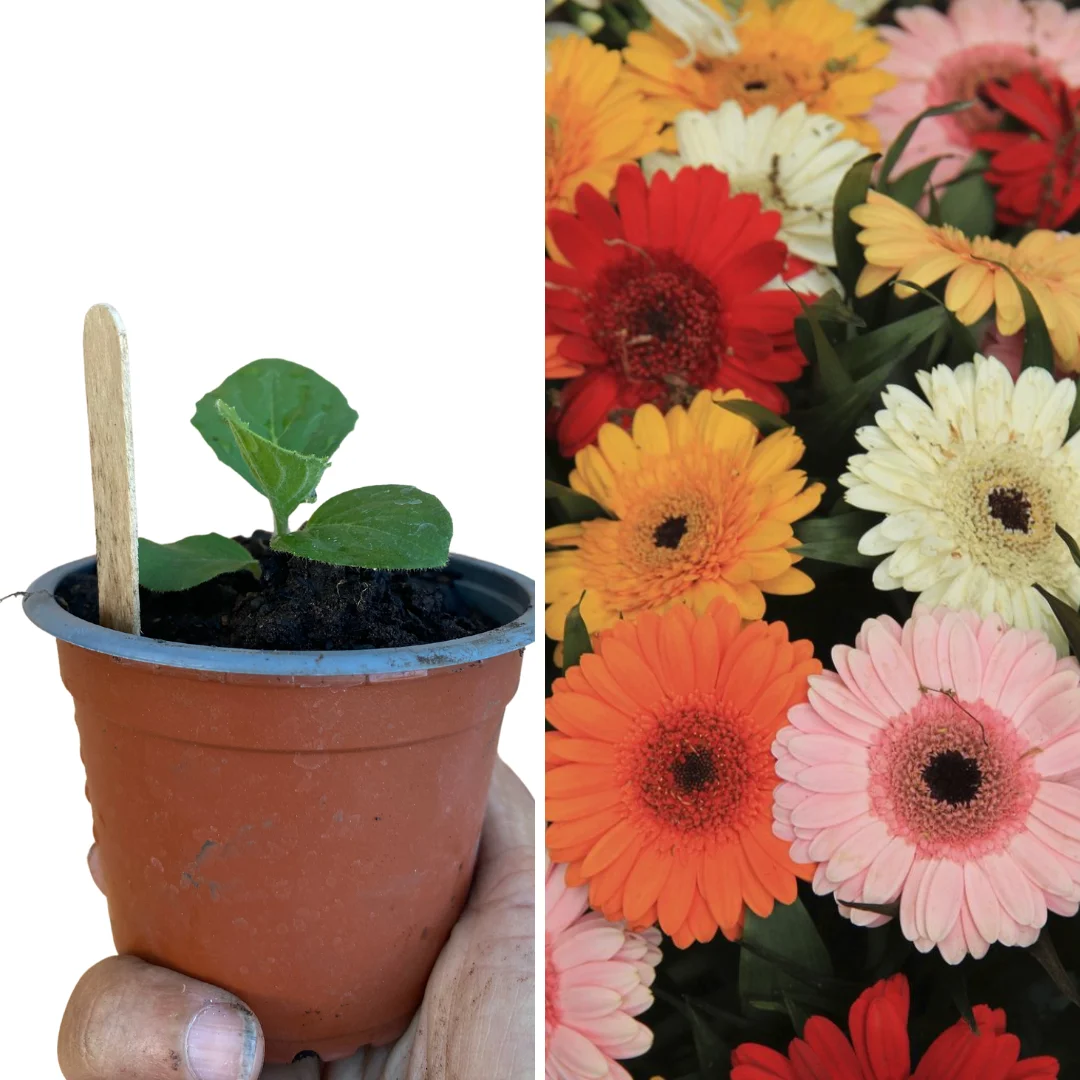 PLANT DE GERBERA