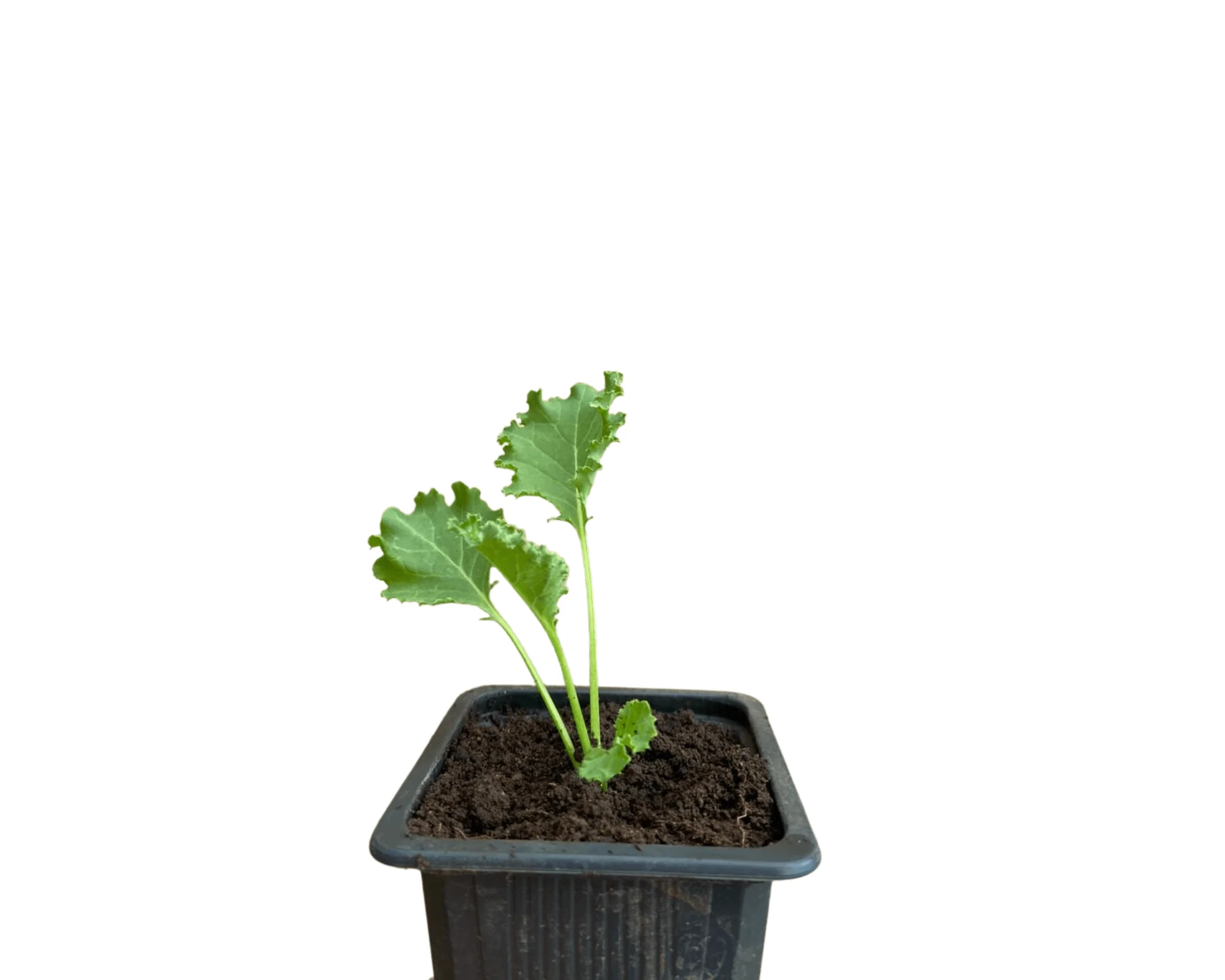 PLANT DE CHOU KALE – Image 2