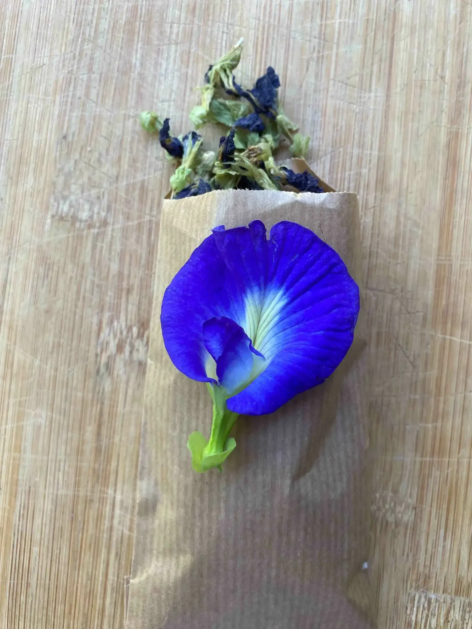 FLEURS POIS BLEU SÉCHÉES