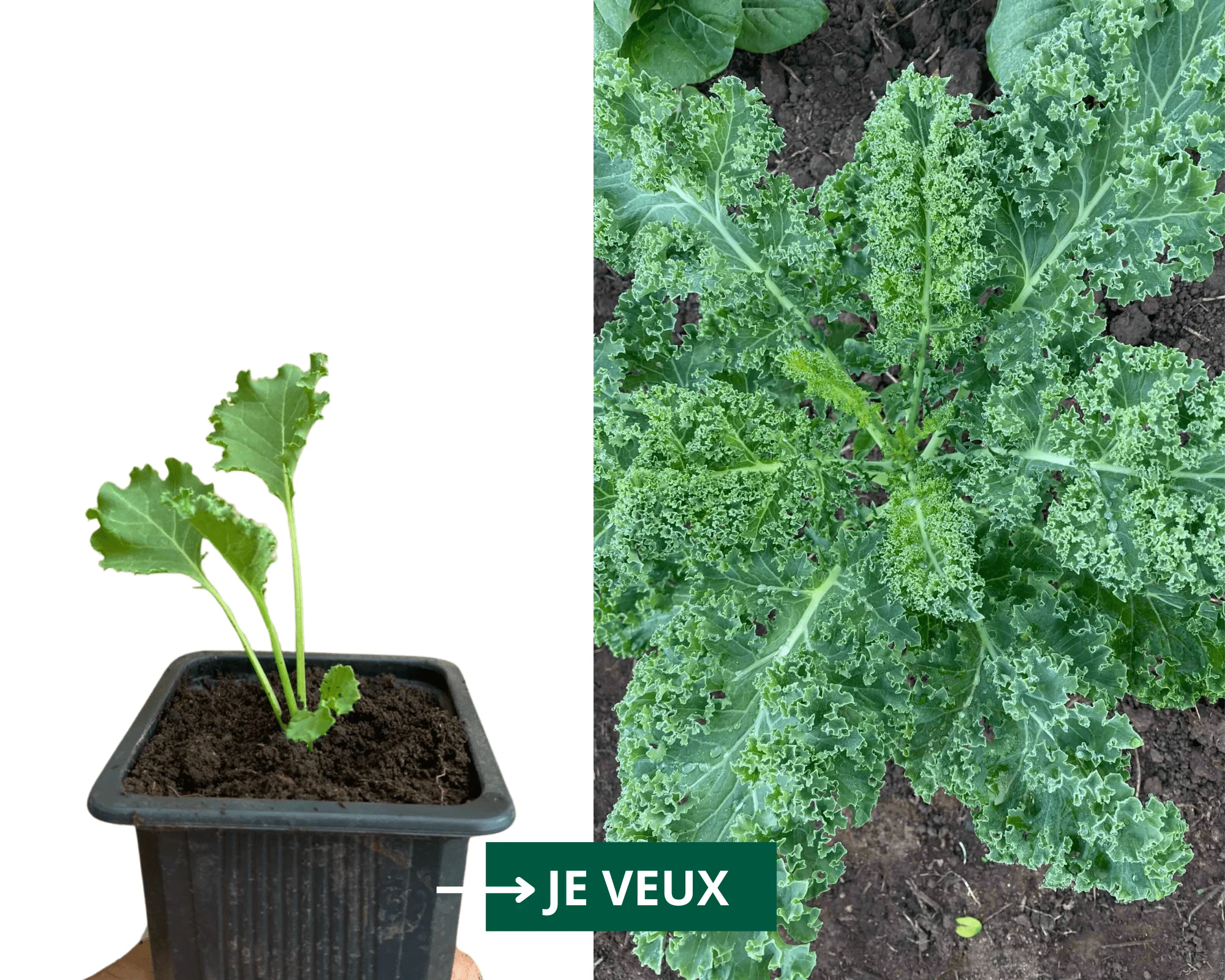 PLANT DE CHOU KALE