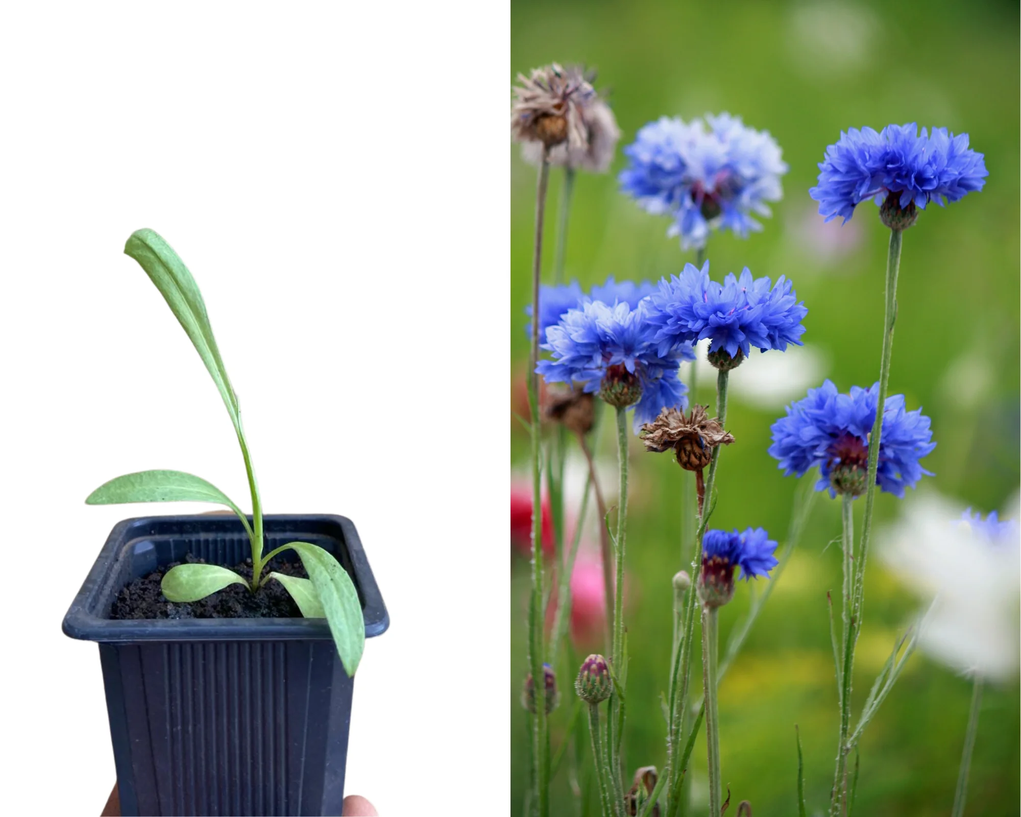 PLANT DE BLEUET