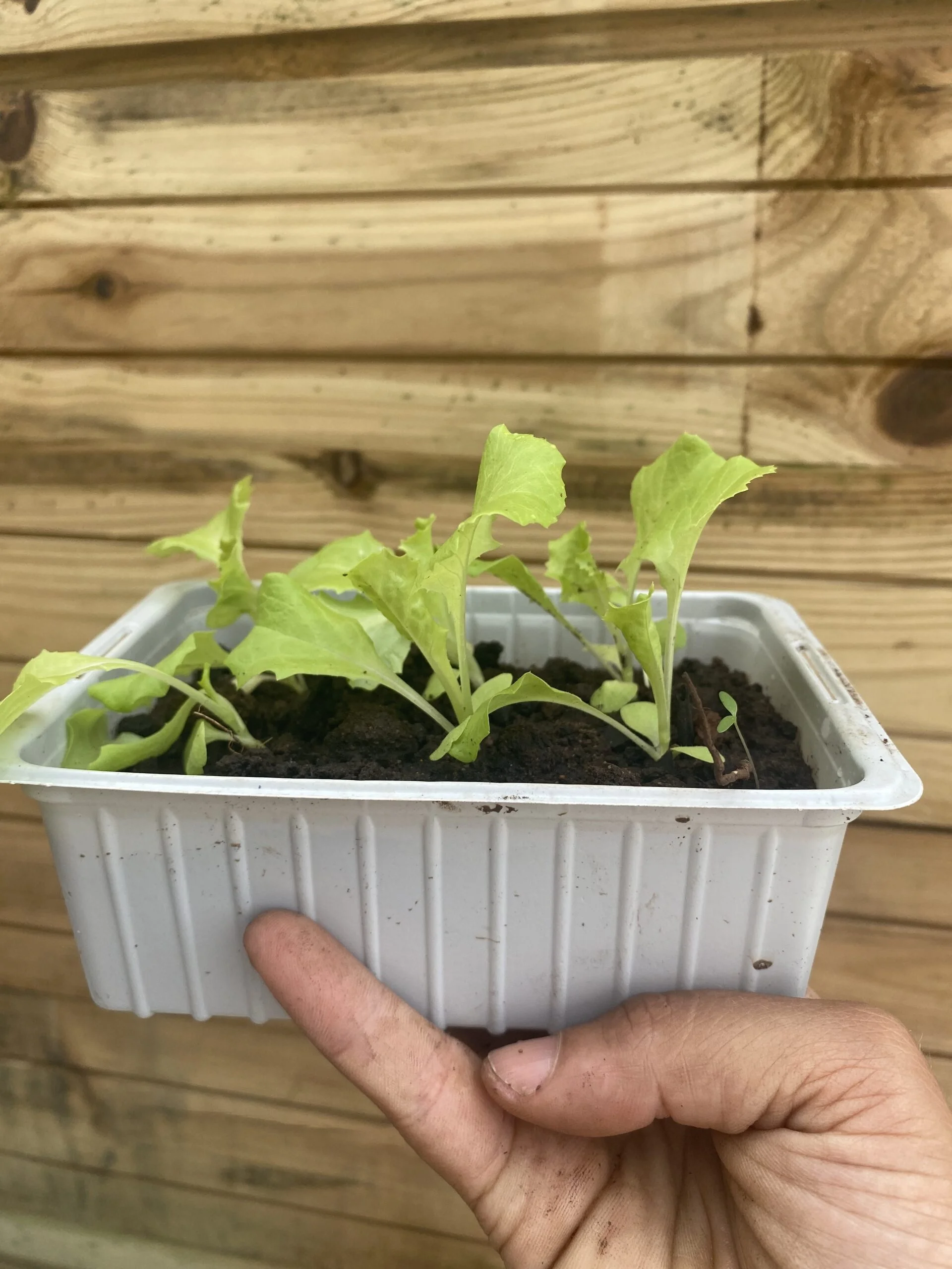 PLANT LAITUE BATAVIA x6