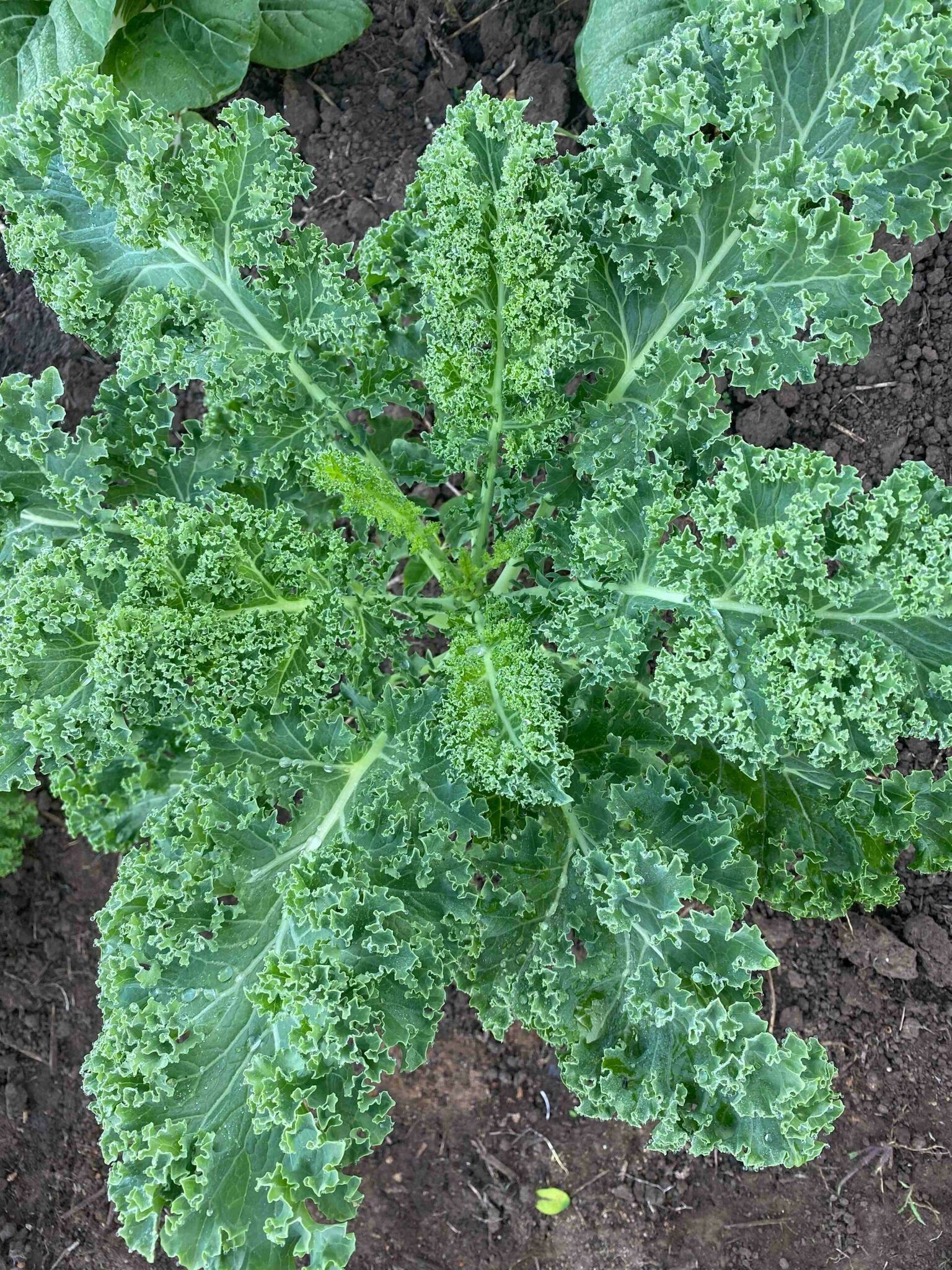 Graines De Chou Kale Géant - 30 Graines Pour Potager, Variété Rustique Et Feuilles Frisées Vert Foncé