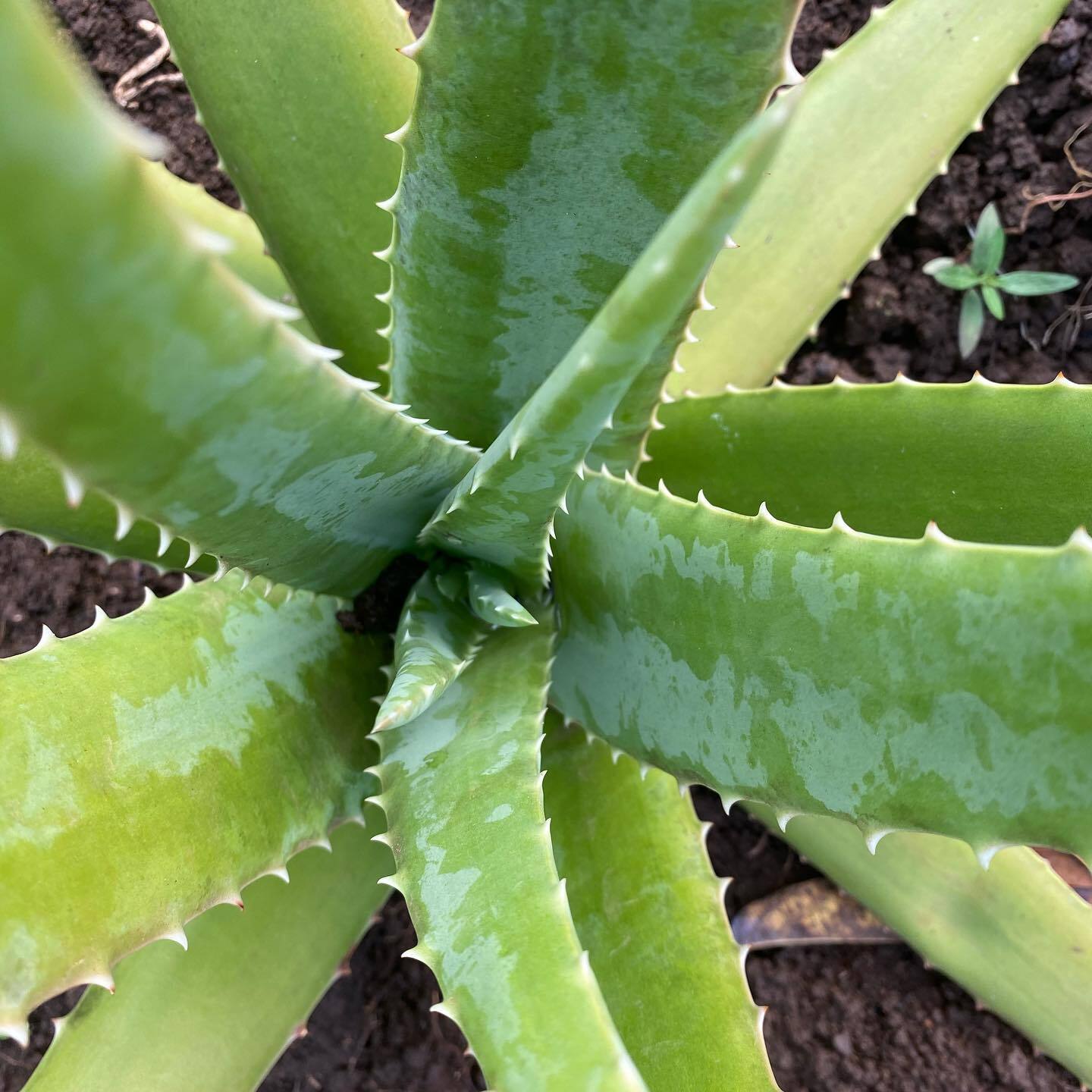 Les plantes anti-inflammatoires indispensables à avoir chez soi ! - Les ...