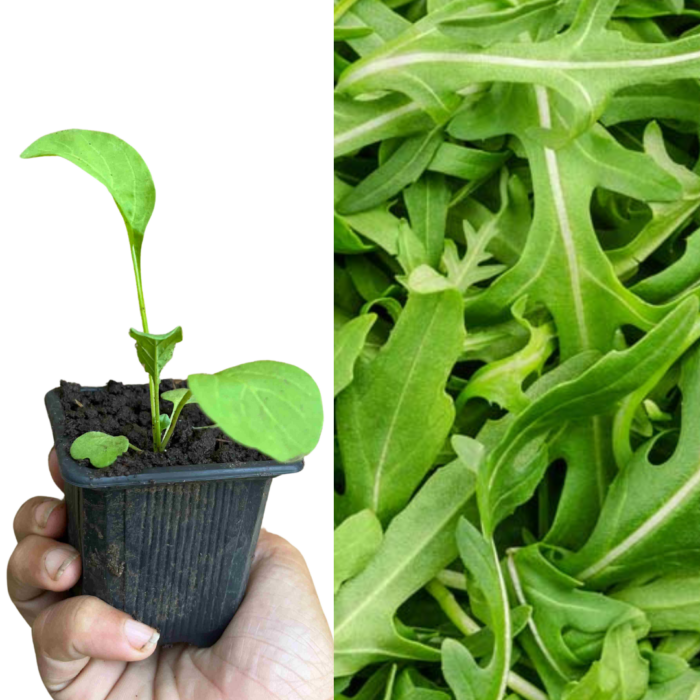 PLANT DE ROQUETTE