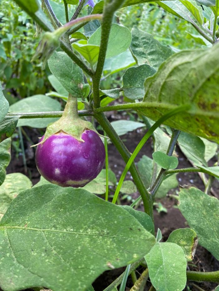 AUBERGINE LAO LAVENDER