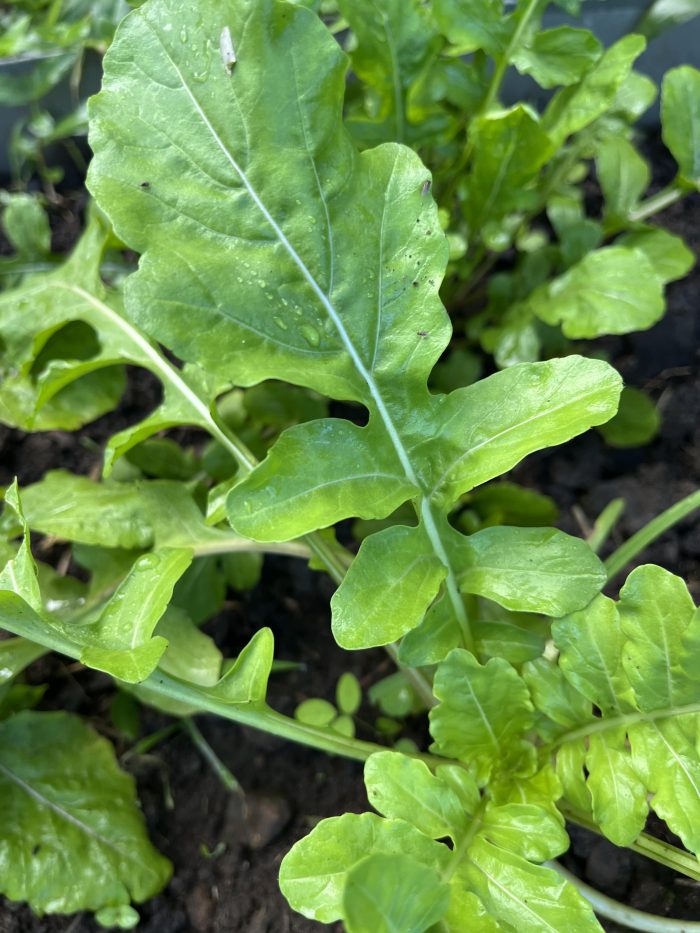 ROQUETTE