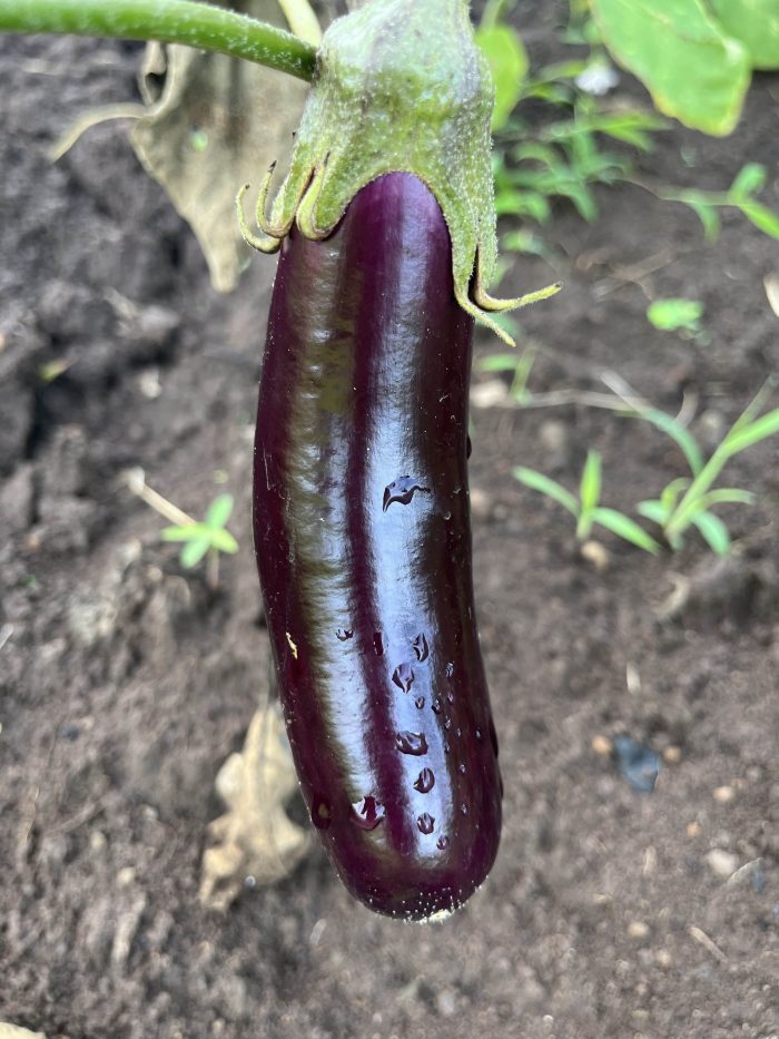 AUBERGINE LITTLE FINGER