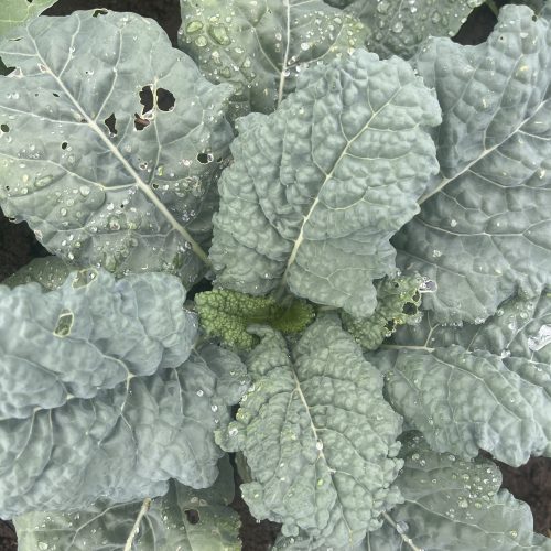 CHOU KALE SIBERIAN
