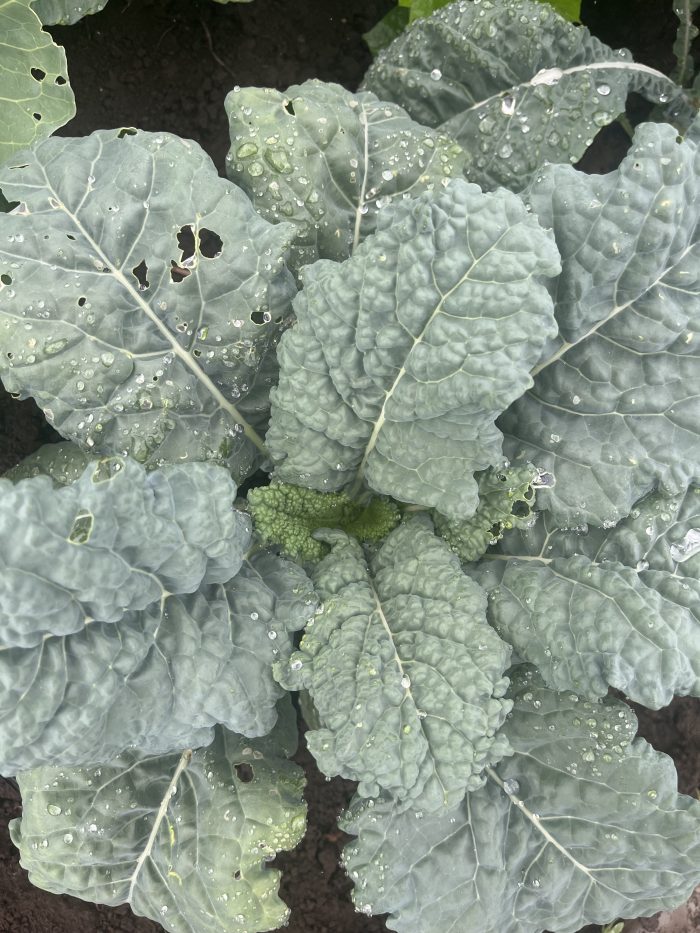 CHOU KALE SIBERIAN
