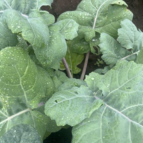 CHOU KALE BRANCHU DU POITOU