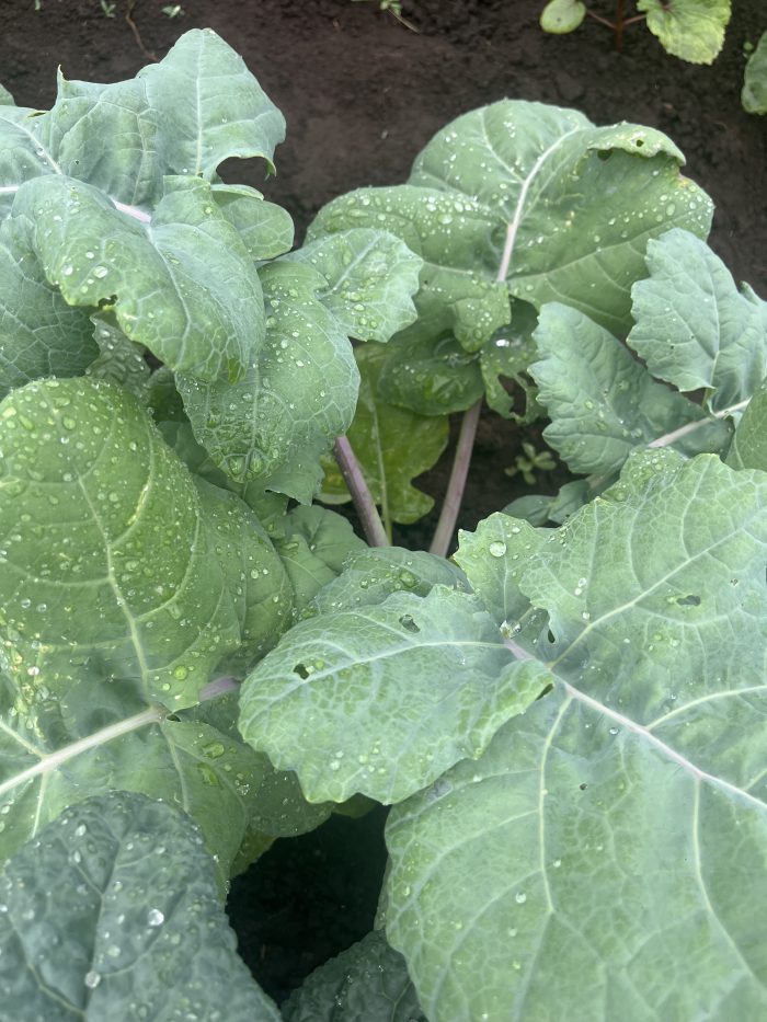 CHOU KALE BRANCHU DU POITOU