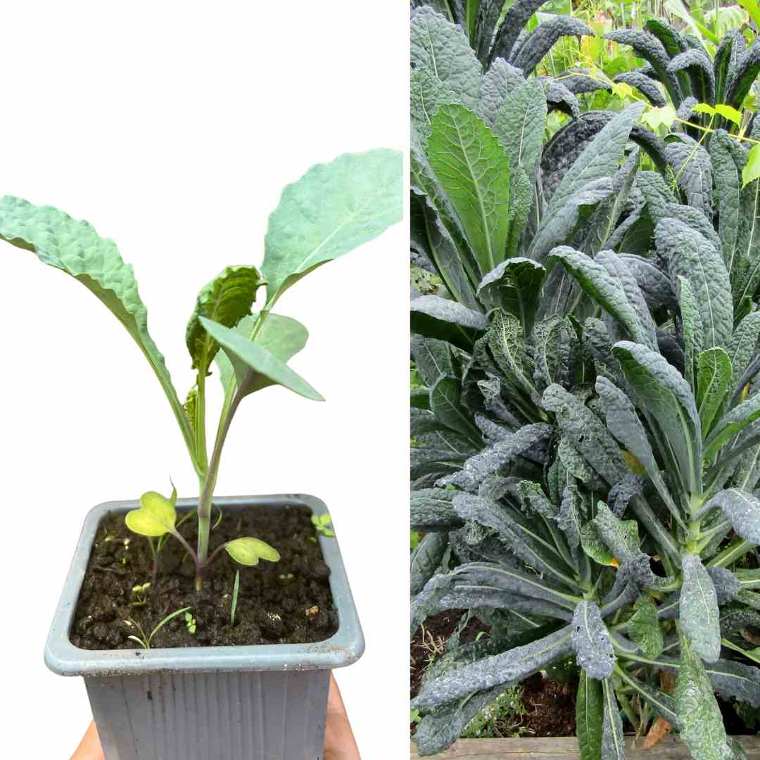 PLANT DE CHOU KALE FRISÉ LACINATO