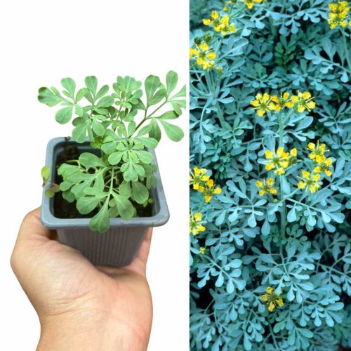PLANT RUE OFFICINALE