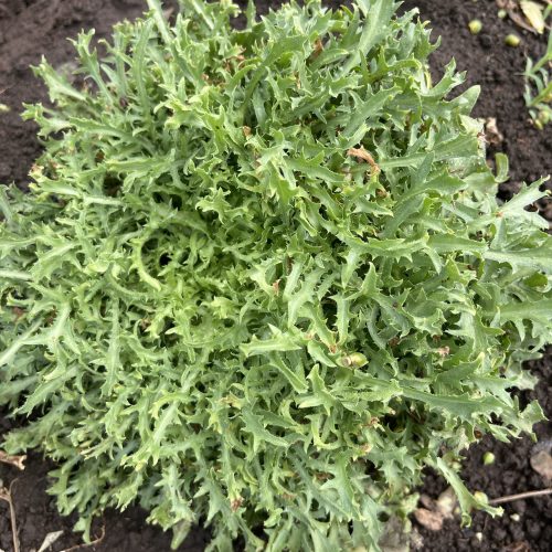CHICORÉE FRISÉE