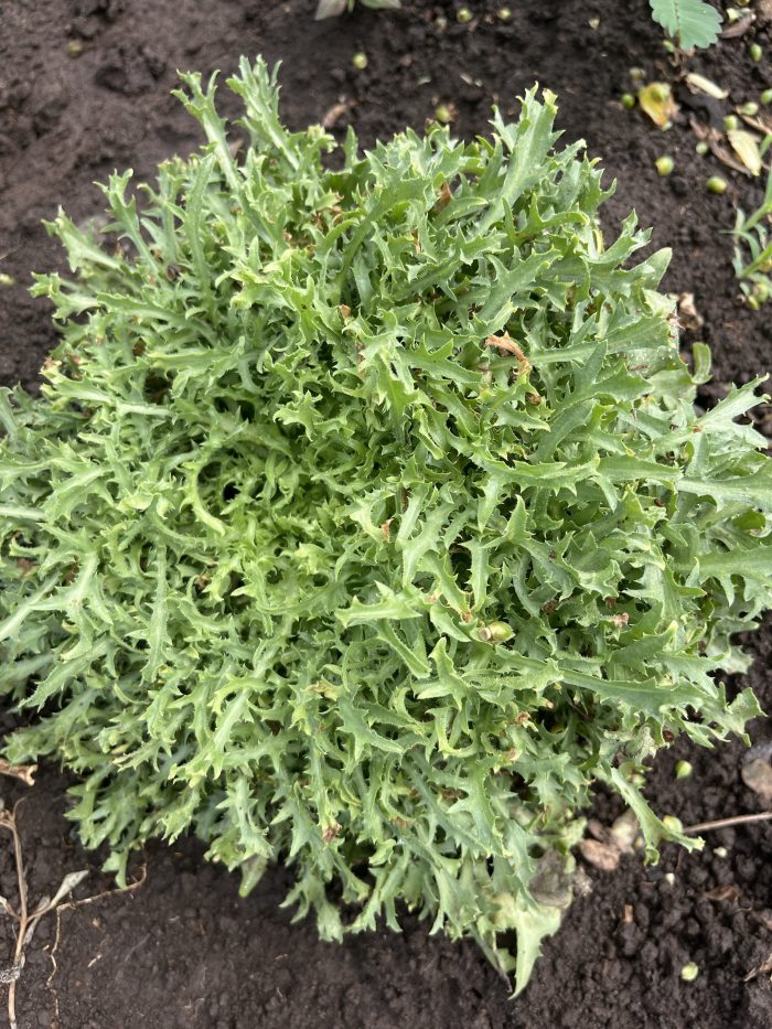 CHICORÉE FRISÉE