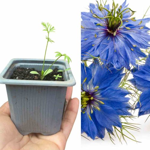 PLANT DE NIGELLE