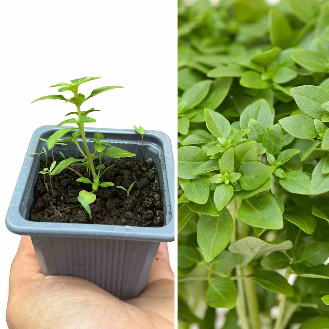 PLANT DE BASILIC GREC