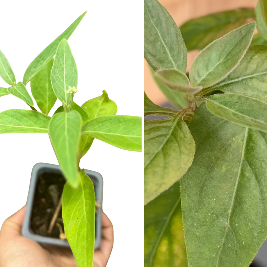 PLAN PLUS FORT QUE L’HOMME