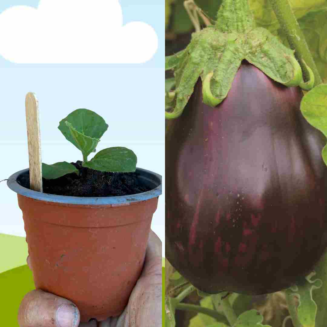 PLANT AUBERGINE MONSTRUEUSE NY