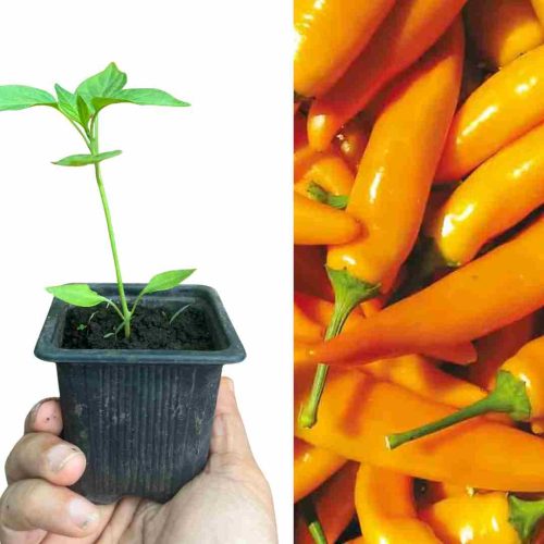 PLANT POIVRON TEQUILA SUNRISE
