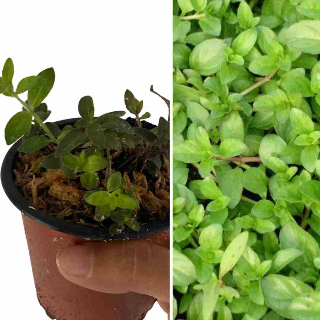 PLANT MENTHE POULIOT