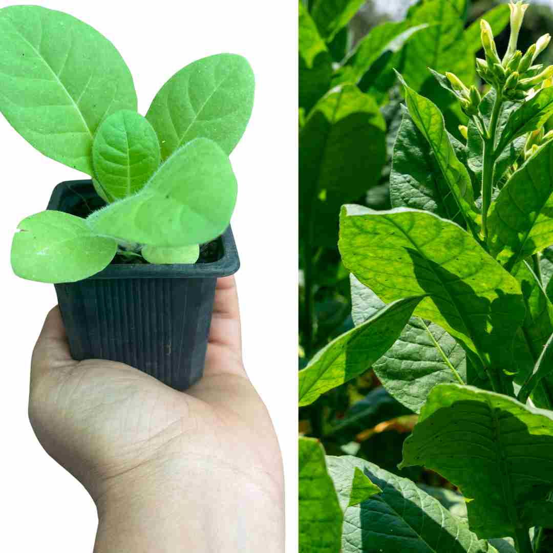 PLANT TABAC BLOND DE VIRGINIE