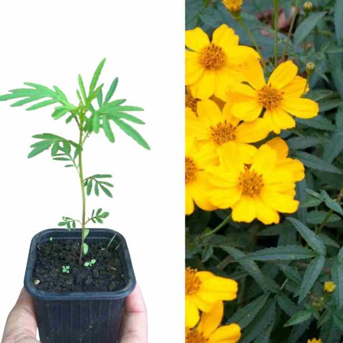 PLANT TAGETE PASSION