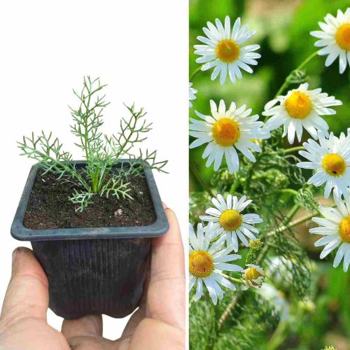 PLANT CAMOMILLE MATRICAIRE