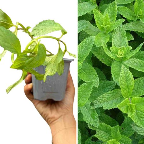 PLANT DE MENTHE POIVRÉE