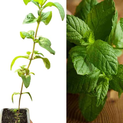 PLANT MENTHE VERTE