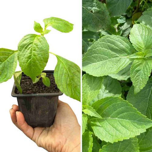 PLANT BASILIC THYM