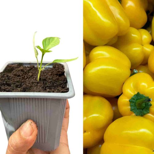 PLANT POIVRON CUMEO JAUNE