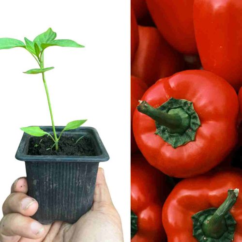 PLANT POIVRON ROBERTINA