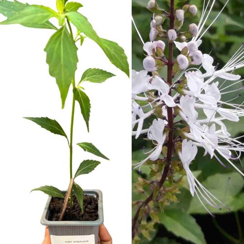 PLANT ORTHOSIPHON