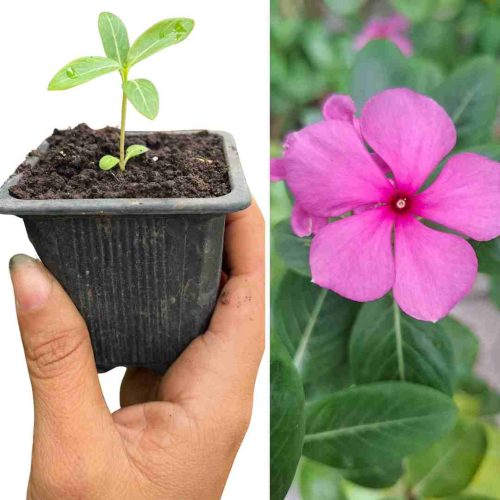 PLANT DE PERVENCHE ROSE