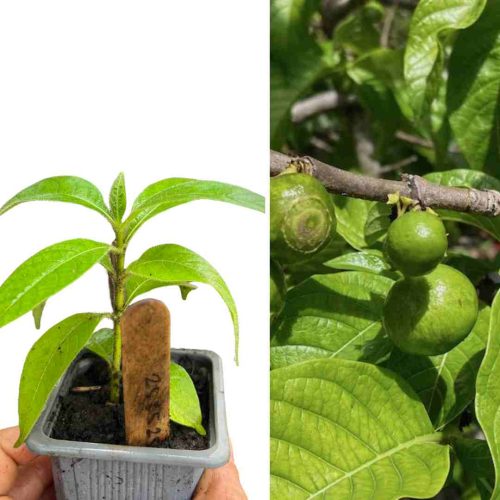 PLANT DE TAMARIN DES INDES