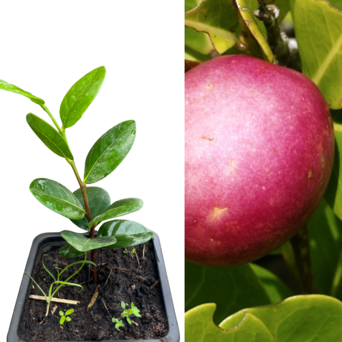 PLANT DE ZIKAKE ROUGE