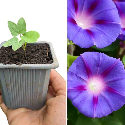 PLANT IPOMÉE VIOLET