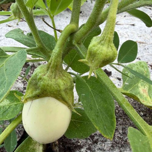 AUBERGINE BLANCHE RONDE A ŒUF